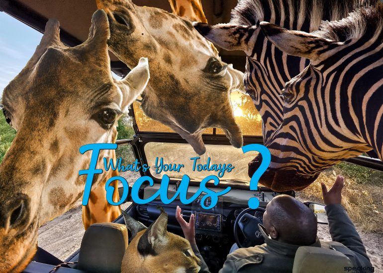 wild African animals in Jeep