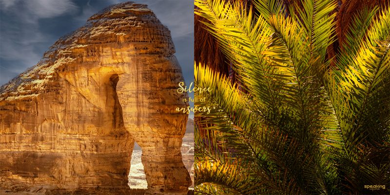 rock elephant and fern